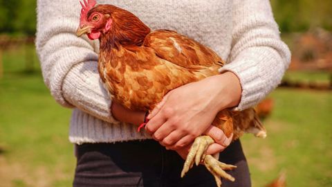 La maison des poules - Poule house - Aurélie Stapf, photographe - porteurdesonge.comAurélie Stapf La maison des poules - Poule house - Aurélie Stapf, photographe - porteurdesonge.comAurélie Stapf